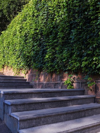 校园风景—夏盛